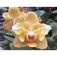 Phal. Little Emperor метелик 