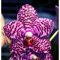 Phal. (Hsinying Fanjo x Mituo Sun) Eddy 