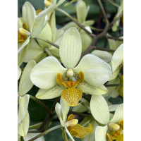 Phal. Lius Twilight Stuarti KF-1