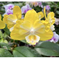 Phal. Yellow River Star биг лип бабочка 
