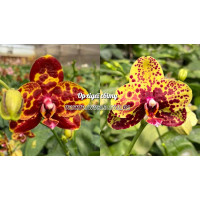 Phal. GW Green World x Haur Jin Princess 