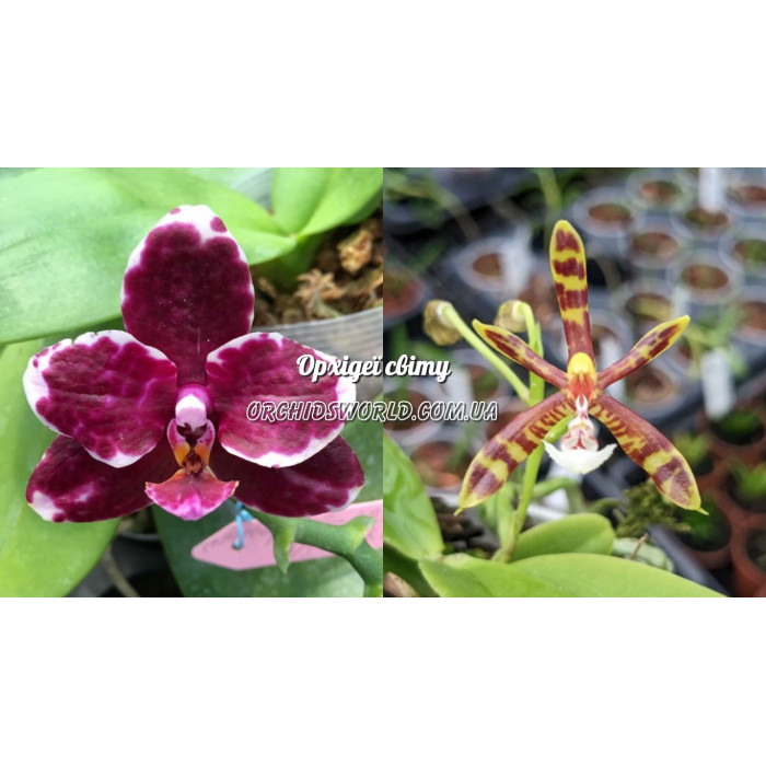 Фаленопсис  ((Golden Peoker x Gigantea) Mannii)