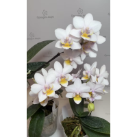 Phal. Lius Rainbow 