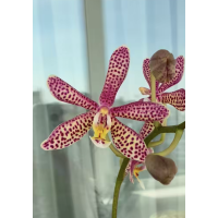 Phal. Jiahos Pink Girl × Mannii Black 2,5