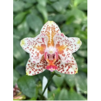 Phal. Yaphon Goldrose метелик