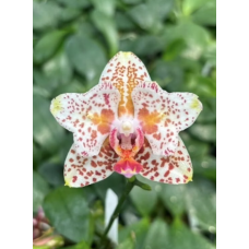 Phal. Yaphon Goldrose метелик