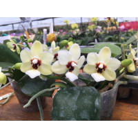 Phal. Yaphon Jade Rabbit