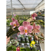 Phal. (S.P.B. Sunny х Stuartiana) x Celebensis 