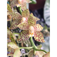 Phal. Kapuaensis x self 