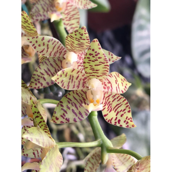 Фаленопсис (Kapuaensis x self)