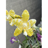 Phal. Yaphon Enjoy Life