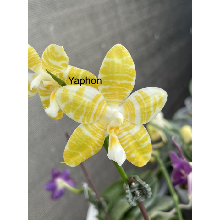 Фаленопсис (Yaphon Enjoy Life)