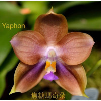 Phal. (Mituo Prince x Tzu Chang Tetralitz) Caramel macchiato