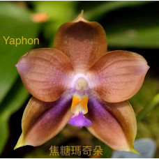 Phal. (Mituo Prince x Tzu Chang Tetralitz) Caramel macchiato