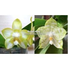 Phal. Mituo Golden Tiger White Tiger х Yaphon Lover