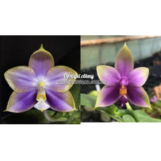 Phal. Mituo Reflex Dragon Blue-2 x Samera Blue