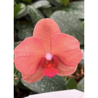 Phal. Fusheng Fairy Tale 