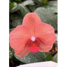 Phal. Fusheng Fairy Tale 