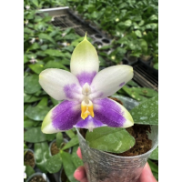 Phal. Violacea blue C-1 