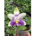 Фаленопсис (Violacea blue C-1) Фаленопсис (Violacea blue C-1)