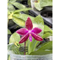 Phal. Lueddemanniana Red