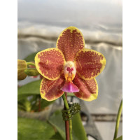 Phal. (Sunrise Red Peoker x Haur Jhih Princess) x Micholitzii