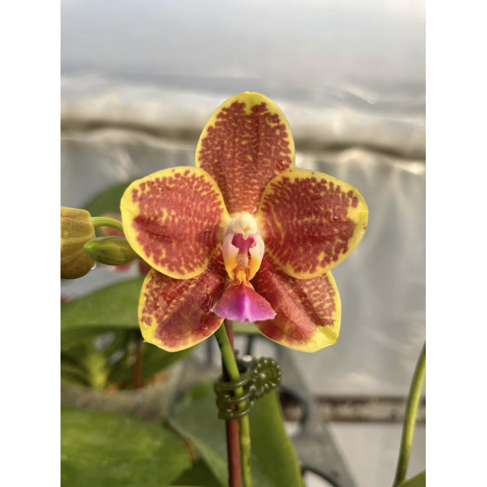 Фаленопсис ((Sunrise Red Peoker x Haur Jhih Princess) x Micholitzii)