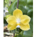 Фаленопсис (March Jewel x LD Java Canary)