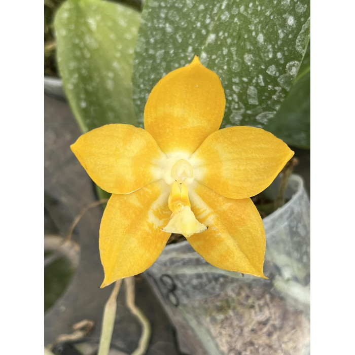 Фаленопсис (Yaphon Yellow Bomb x Yaphon Lover)