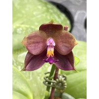 Phal. Yaphon AI World 