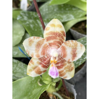 Phal. Jongs Gigan Cherry x Yaphon Lover 