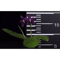 Phal. Yaphon GG GW1780