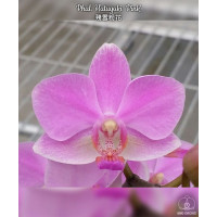 Phal. Hatuyuki Pink