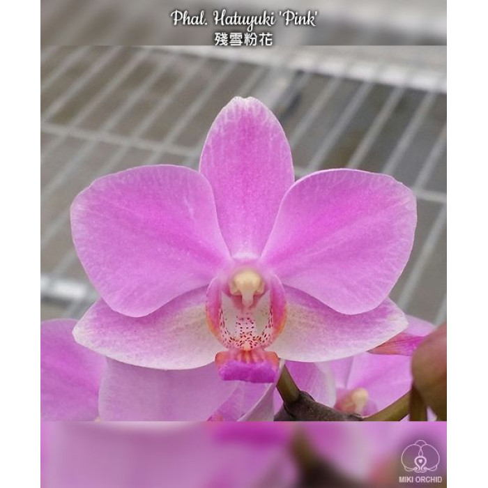 Фаленопсис (Hatuyuki Pink)