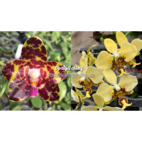 Phal. Jong's Gigan Cherry Jon х Stuartiana Yellow