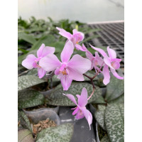 Phal. Schilleriana × Lindinii