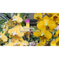 Phal. Stuartiana Yellow × Stuartiana Nobilis