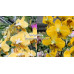 Фаленопсис Stuartiana Yellow × Stuartiana Nobilis