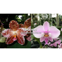 Phal. Yuan Shan Girl × Schilleriana