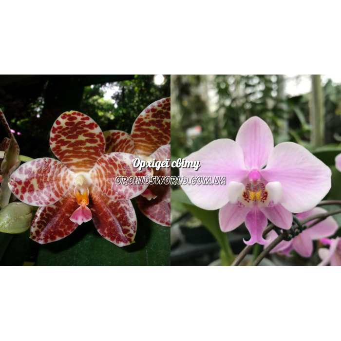 Фаленопсис (Yuan Shan Girl × Schilleriana)