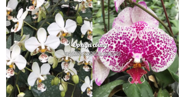 Орхидея Phal. Stuartiana × Mei Dar Prince King - купить, доставка