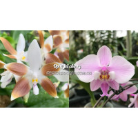 Phal. Tetraspis Сoffee × Schilleriana