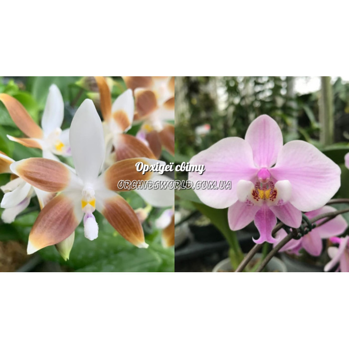 Фаленопсис (Tetraspis Сoffee × Schilleriana)