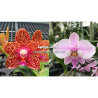 Phal. Joy Auckland Beauty × Schilleriana