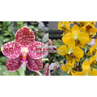 Phal. Yaphon In Taiwan × Stuartiana Yellow