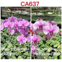 Phal. Schilleriana x Schilleriana Red Veined