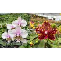 Phal. (Schilleriana x Stuartiana) x Salus Spot