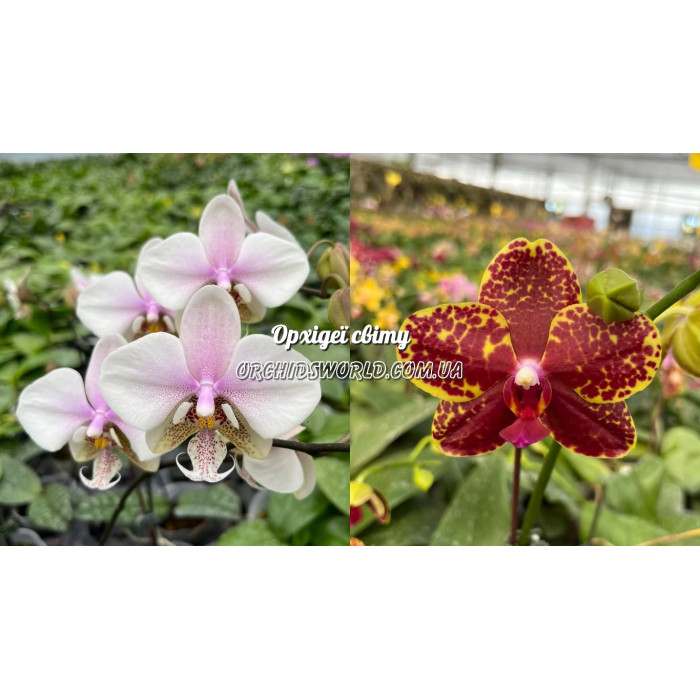 Фаленопсис (Schilleriana x Stuartiana) x Salus Spot