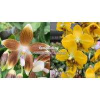 Phal. Speciosa Coffee × Stuartiana Yellow