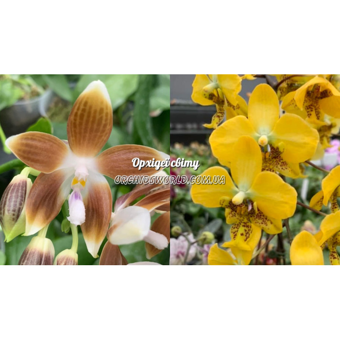 Фаленопсис (Speciosa Coffee × Stuartiana Yellow)